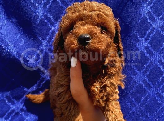 Safkan Di̇şi̇ Erkek Toy Poodle Yavrular görsel