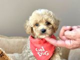 Efsane Guzellikte Maltipoo Yavrularimiz