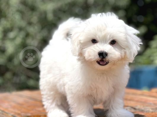 0 Numara Maltese Bebekler görsel