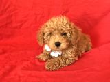 Orji̇nal Toy Poodle Yavrular