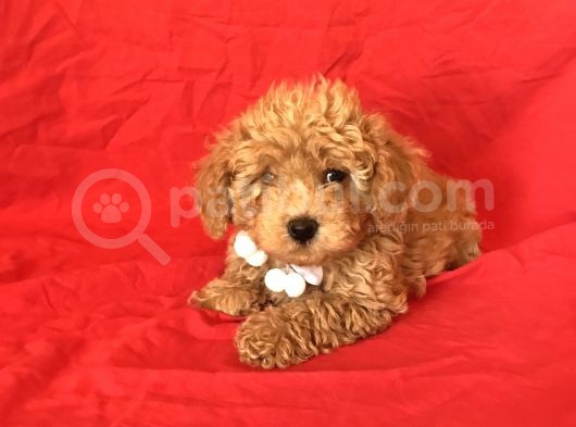 Orji̇nal Toy Poodle Yavrular görsel