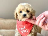 Efsane Guzellikte Maltipoo Yavrularimiz