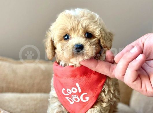 Efsane Guzellikte Maltipoo Yavrularimiz