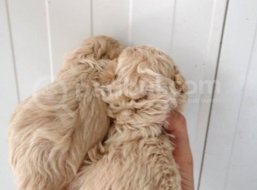 Ankara Çankaya Maltipoo 3 Aylık görsel
