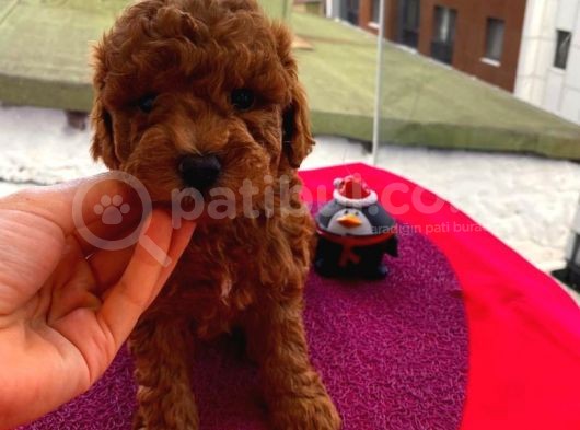 Birbirinden Sevimli Toy Poodle Yavrularımız görsel