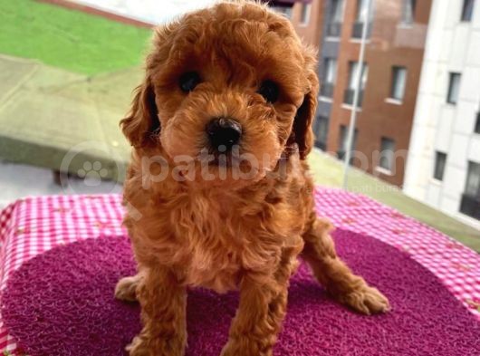 Birbirinden Sevimli Toy Poodle Yavrularımız görsel