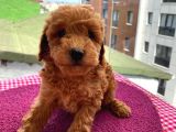 Birbirinden Sevimli Toy Poodle Yavrularımız
