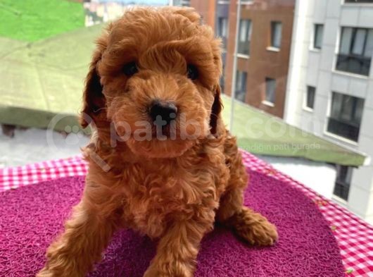 Birbirinden Sevimli Toy Poodle Yavrularımız görsel