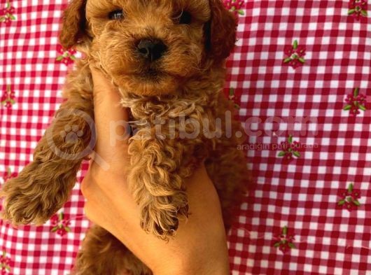 Birbirinden Sevimli Toy Poodle Yavrularımız görsel