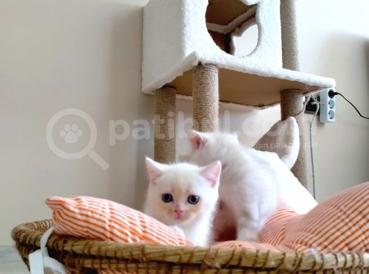 Acıl British Shorthair Yavrular Son 3 Tane Kaldı görsel