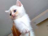 Acıl British Shorthair Yavrular Son 3 Tane Kaldı