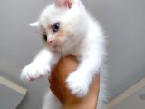 Acıl British Shorthair Yavrular Son 3 Tane Kaldı