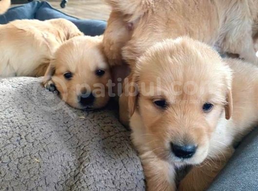 Ruhsatli Üreti̇m Çi̇ftli̇ği̇mi̇zden Orji̇nal Golden Yavrular görsel
