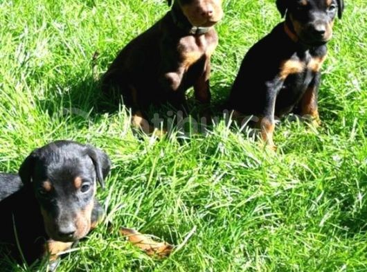 Ruhsatli Çi̇ftli̇ği̇mi̇zden Orjinal Doberman Yavrular görsel