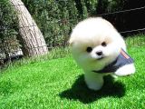 Ayı Surat Pomeranian Boo Yavrularımız