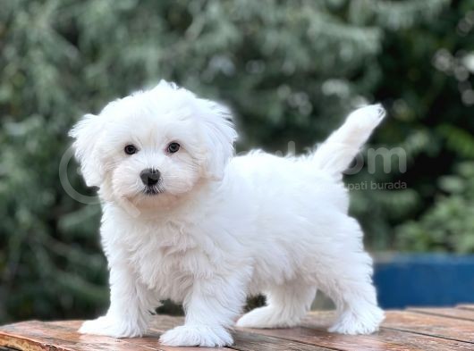 Show Kalite Maltese Terier Bebekler görsel