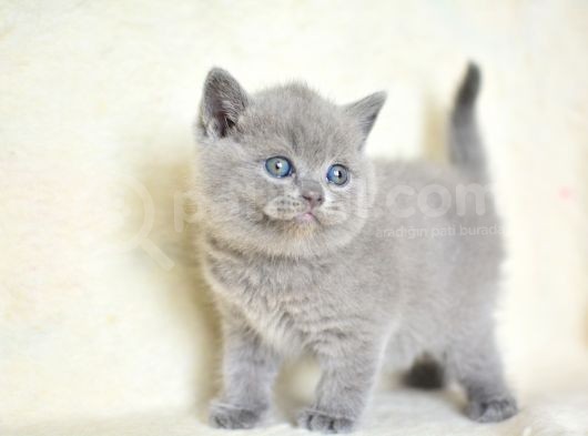 Küt Kafa Gri̇ Bri̇ti̇sh Shorthai̇r görsel