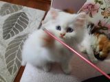 Muhteşem Chincilla Yavrular