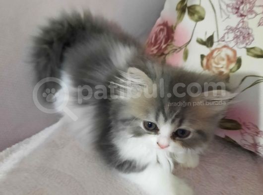 Muhteşem Chincilla Yavrular görsel
