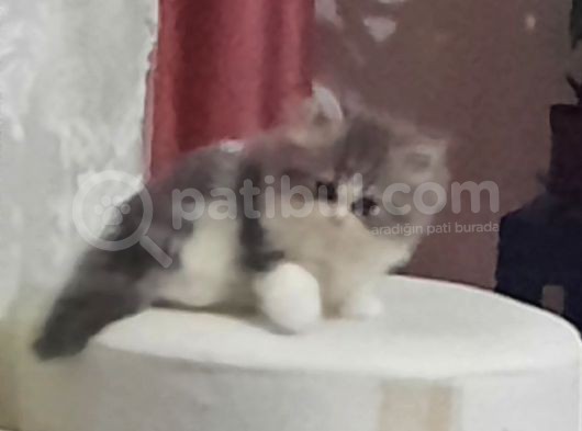 Muhteşem Chincilla Yavrular görsel