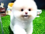 Ayı Surat Pomeranian Boo Yavrularımız