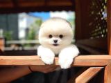 Aa Kalite Safkan  Pomeranian Oğlumuz