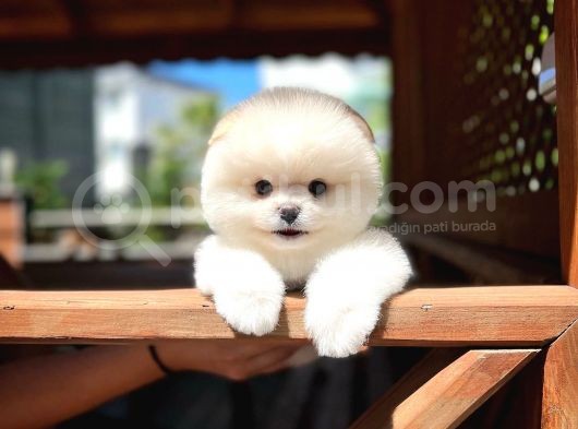 Aa Kalite Safkan  Pomeranian Oğlumuz görsel