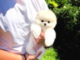 AA Kalite Safkan  Pomeranian Oğlumuz