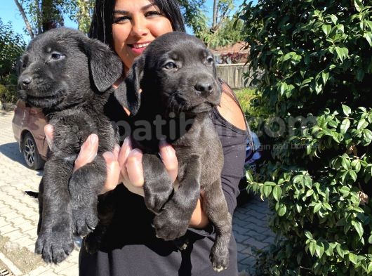 Mükemmel Labrador Yavrularımız görsel