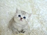 ++ Kali̇te Si̇lver Bri̇ti̇sh Shorthai̇r