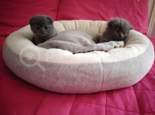 Dünya Güzelleri Scottishler görsel
