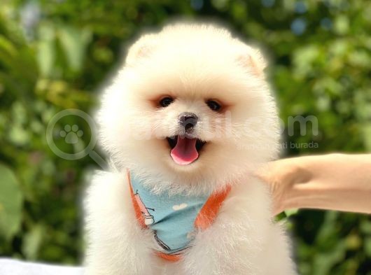 Pomeranian Boo Teddy Face Erkek Yavrumuz