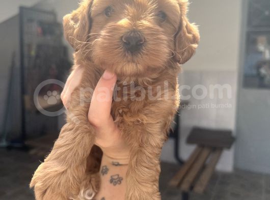 Red Brown Maltipoo Bebeğim görsel