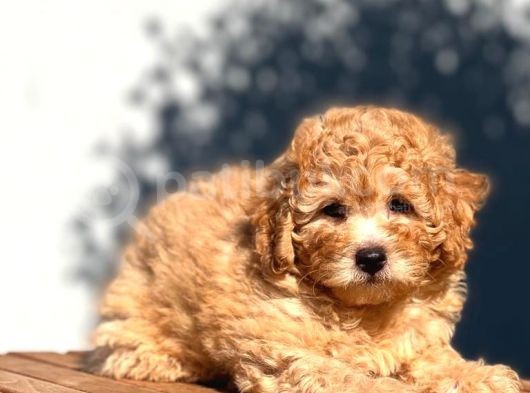 Tedyface Toy Poodle görsel