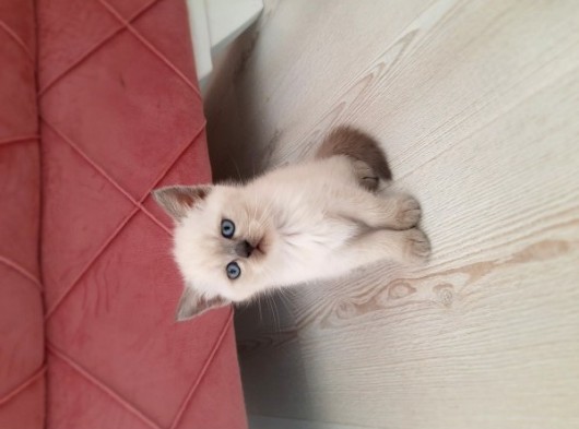 British Blue Point Scotish Fold görsel