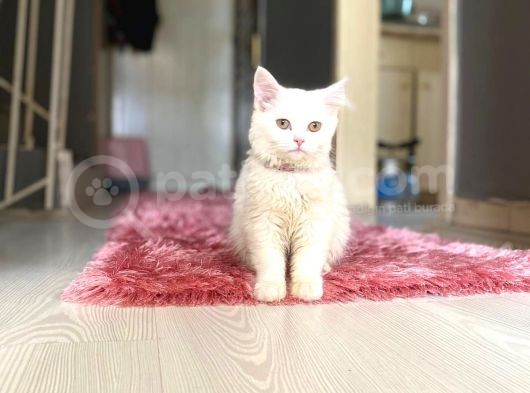 Show Kalitede Bembeyaz Kehrıbar Goz Biritish Lonhgair görsel