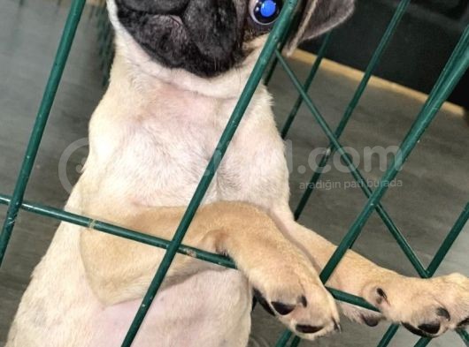 Pug Mops 0 Burun Gül Kuyruk görsel