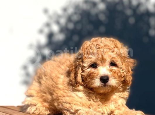 Tedyface Toy Poodle görsel