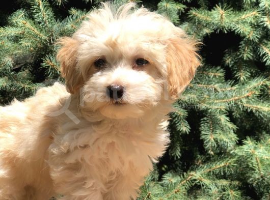 Orjinal Maltıpoo görsel
