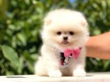 Pomeranian Boo Teddy Face Dişi Yavrumuz