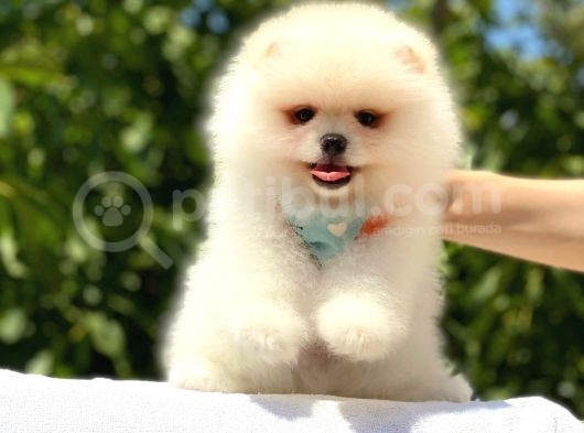 Pomeranian Boo Teddy Face Erkek Yavrumuz görsel