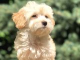 Orjinal Maltıpoo