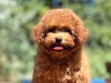 Bebek Surat Orjinal Toy Poodle Yavrular