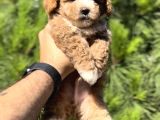 En İyi̇ Görsele Sahi̇p Xxs Malti̇poo