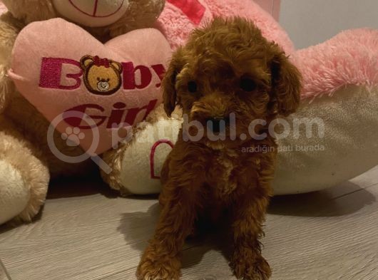 Peluş Oyuncak Tadinda Toypoodle Bebi̇şler görsel