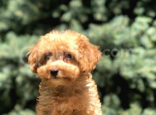 Poodle Görselinde Maltıpoo görsel