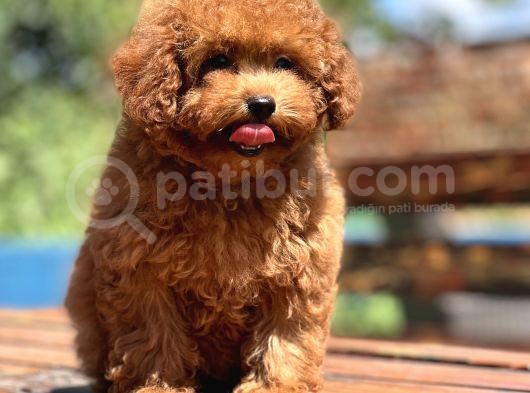 Bebek Surat Orjinal Toy Poodle Yavrular görsel