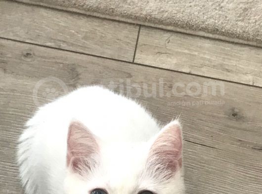 Maviş Kızımızı Sahiplendiriyoruz görsel