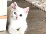 Maviş Kızımızı Sahiplendiriyoruz