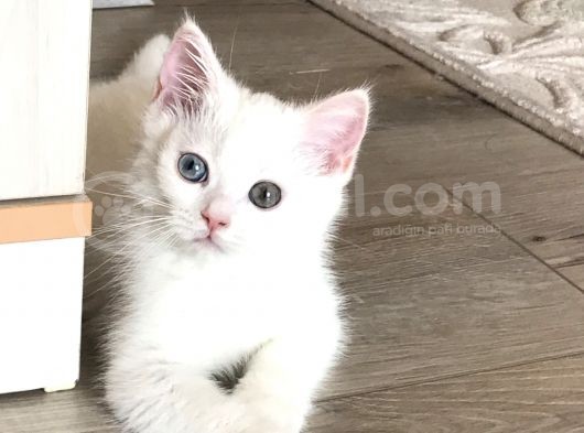 Maviş Kızımızı Sahiplendiriyoruz görsel